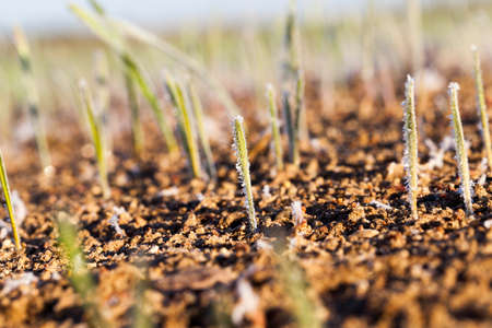 covered with frost young green shoots of wheat growing in a farm field. Photographed close-up.の写真素材