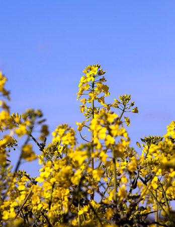 Agricultural areas on which grows yellow blossoming rape under the blue sky during the day. Photo...