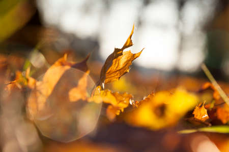 yellow, orange foliage of maple during leaf fall. Photo taken close-up in the autumn seasonの写真素材