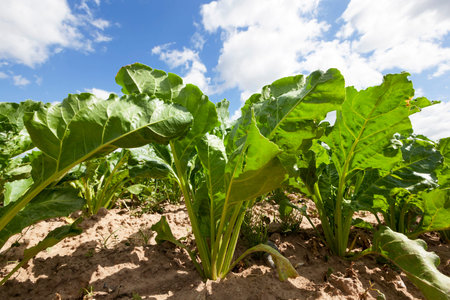 Green leaves of sugar beet tops. Photo close-up in the spring. On the leaves there are defects,...