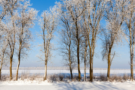 Bright white snow and frost on trees in the winter season. A beautiful winter landscape of a row of...