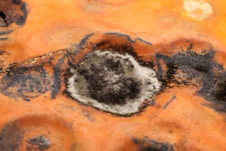 black mold round shape on the skin of the pumpkin. Photographed close-up.