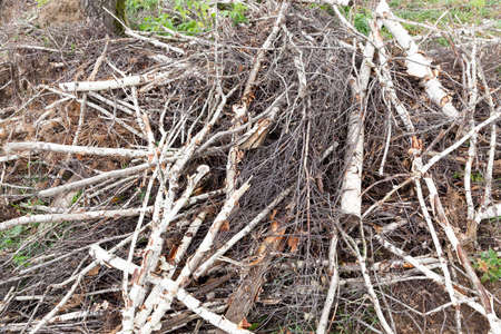 birch trees broken and uprooted after a violent stormの写真素材