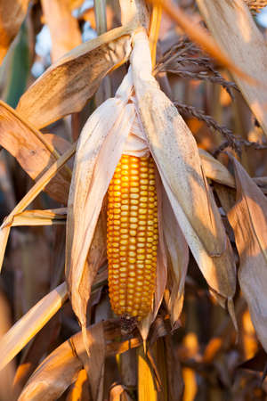 field in the autumn season on which a close-up photograph of a mature corn yellow,の写真素材
