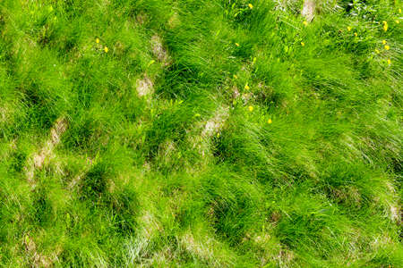 agricultural field, which grows green grass for feeding domestic animals - cows and goatsの写真素材