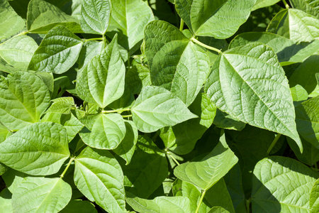 Green leaves of pepper in spring. Beautiful close-up photo. Small depth of field