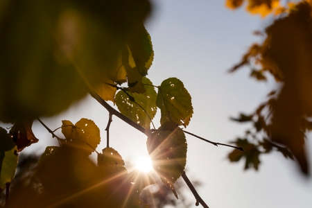 trees in the autumn season, photographed during a walkの写真素材