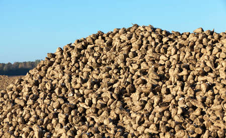 pile of of the harvest of sugar beet. Photographed close up against the blue sky.の写真素材