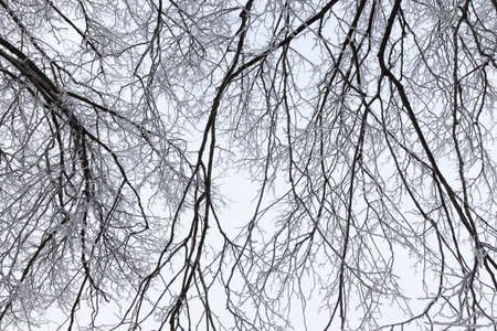 branches of a tree in the frost in the winter season. Cloudy weatherの写真素材