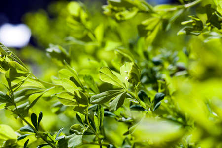 Green bush leaves photographed in the spring. Photo close-up with a shallow depth of fieldの写真素材