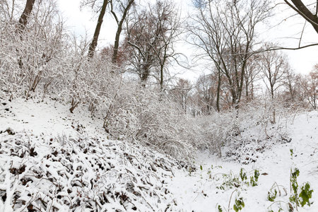 trees growing in the park, covered with snow after the last snowfall. Photo of plant branches, made a close-up in a small depth of field. Winter season. The sky in the background.の写真素材
