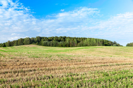 the agricultural field, which gathered the harvest of cereals. Photo landscape with forest and blue...