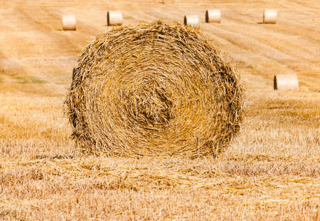 stack of wheat straw during harvesting. Agricultural field. Rolls of haystacksの写真素材