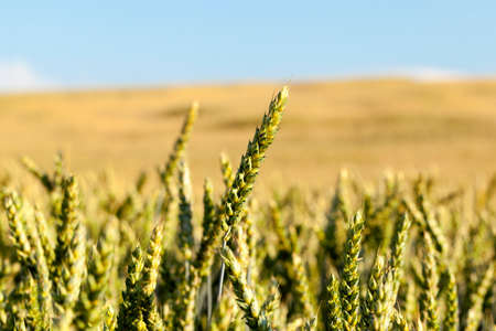growing on agricultural field immature green wheat. Photo close-up of some ears with a small depth of field. Blue sky in the backgroundの写真素材