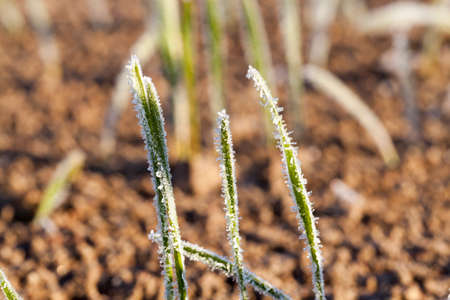 photo of a close-up of green stalks of rye, cereal in the autumn season. Small depth of fieldの写真素材