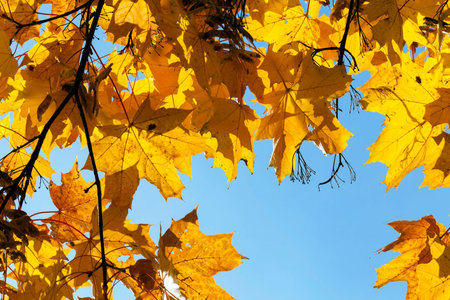 maple trees change color with yellow leaves in autumn season. Location in the park. Blue sky in the...