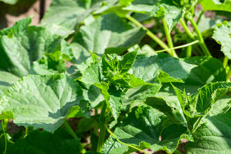 green leaves cucumber growing in agricultural field. Photographed close-up with shallow depth of field.の写真素材