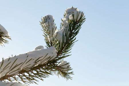 pine branches covered with snow in winter. Photo close up