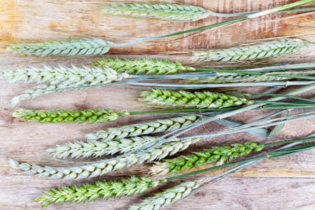 bright green and dull dry ears of wheat on a wooden surface. photo close-up on topの写真素材