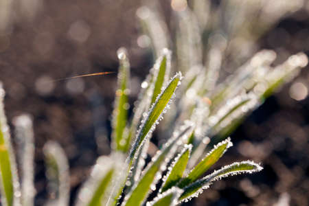 growing on agricultural field green leaves blades of wheat covered with frost, little depth of field. Territory of belarusの写真素材