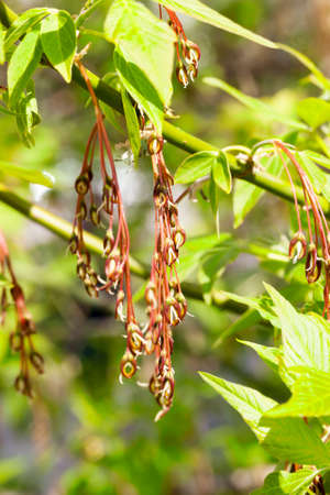 flowering maple in the spring. photo close-up, focus on the red inflorescenceの写真素材