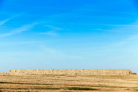 haystacks piled straw after harvest in the agricultural field. Photo in the autumn seasonの写真素材