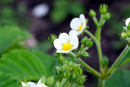 white flower strawberry growing in the fruit garden in the spring time of the year, the month of May. The photo was taken close-up, small depth of field.の写真素材