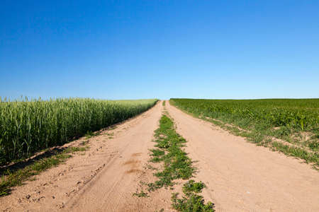 an agricultural field on which the crop of the products necessary for a food of people or animals growsの写真素材