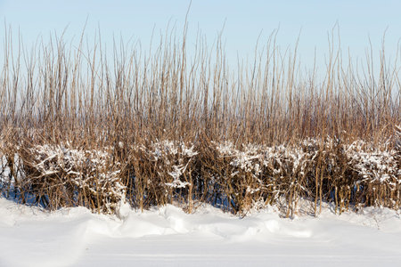 snow photographed in the winter season, which appeared after a snowfall. close-up,の写真素材