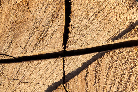 old dirty and damaged trunks from felled and felled trees.