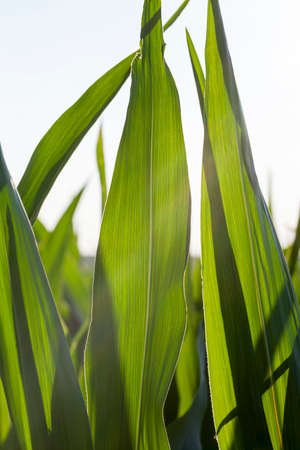 an agricultural field on which the crop of the products necessary for a food of people or animals growsの写真素材
