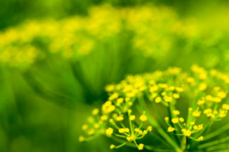 photographed close-up umbrellas of dill. The photo is out of focus.の写真素材