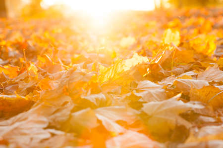 yellowed maple leaves in autumn season. Photo taken closeup with a small depth of field.の写真素材