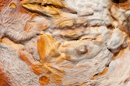 a rotten pumpkin, on which mold was formed. Close-up photo