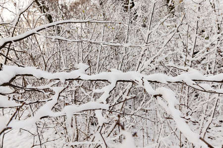 snow-covered branches of trees in the winter season. White snowflakes. Small depth of fieldの写真素材