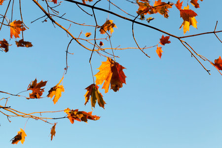 yellow, orange foliage of maple during leaf fall. Photo taken close-up in the autumn season
