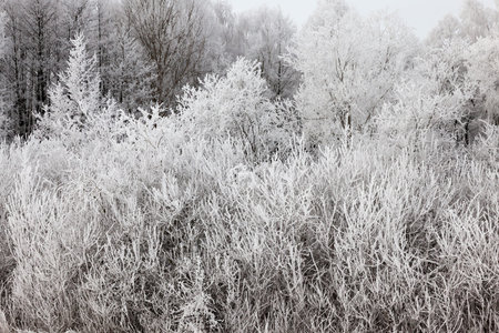 snow photographed in the winter season, which appeared after a snowfall. close-up,