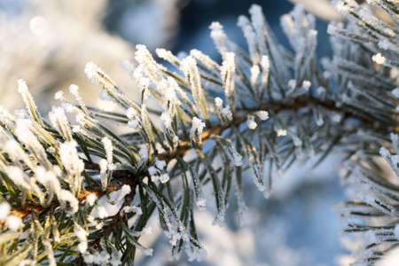 pine branches in the frost and white snow sticking up. sunny dayの写真素材