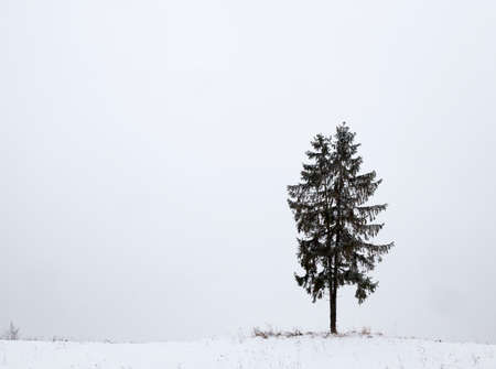 single tree spruce covered with snow during a snowfall. photo landscape with a gray sky and snow on the groundの写真素材