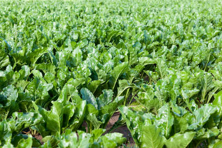 young green leaves beetroot tops during the summer. Photographed close-up of an agricultural field plantsの写真素材