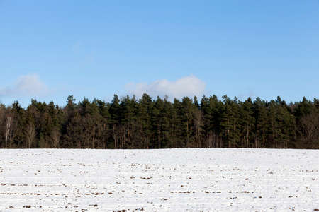 blue sky and a snow-covered forest in the winter season. the photoの写真素材