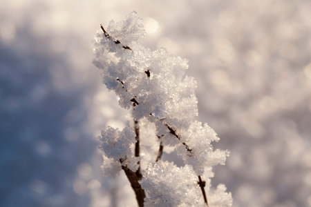 frost and snow on the dried grass. A close-up photo taken from above, focus on the plant. Ice...