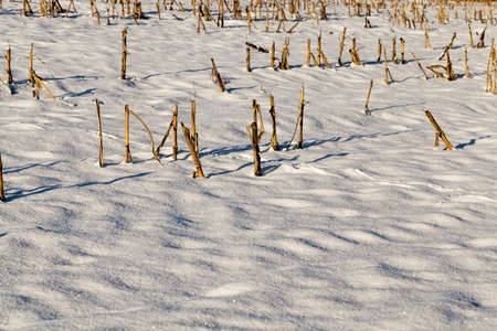 snow photographed in the winter season, which appeared after a snowfall. close-up,の写真素材