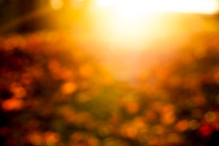 part of a yellow leaf-dripping maple leaf on the other fallen leaves. Autumn season and sunset. The...