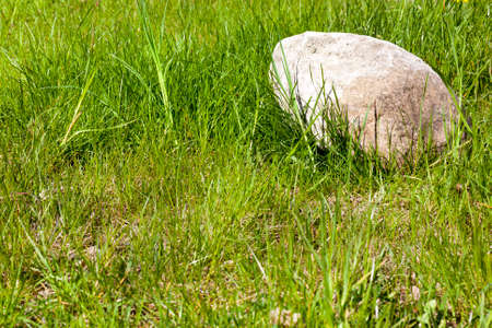 The grass is green and a light cobblestone lying in the side to the right. photo in the springの写真素材