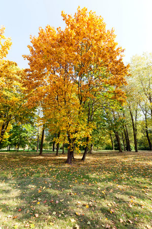 yellowed foliage of trees, including maple, in autumn of the year. Park territory.