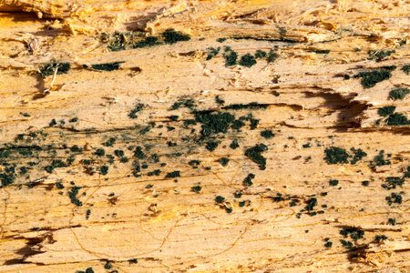 old split with an ax tree with irregular structure. Firewood, photographed close-up. Small depth of...