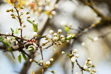 white cherry flowers in spring, during the flowering plants. Photo closeup with a small depth of field.の写真素材