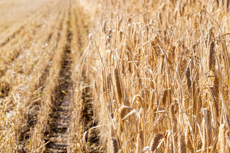 barley in the field during harvesting. one half of the field with beveled cereals and the second,...