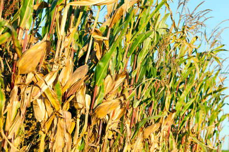 agricultural field, which grows ripe yellow corn. Photo close-up in autumn seasonの写真素材